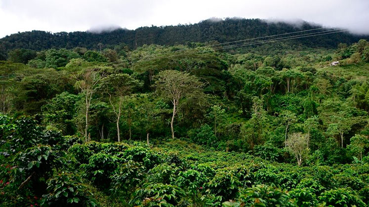 La captura de CO2, a través de la preservación de bosques, es importante en la transición energética./  Foto Archivo