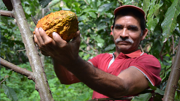 cacao