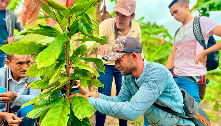 cacao