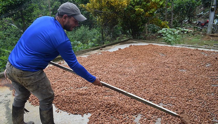cacao