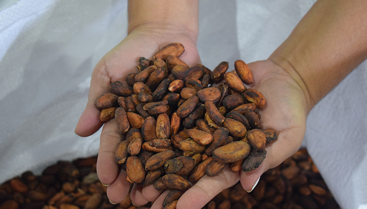 cacao