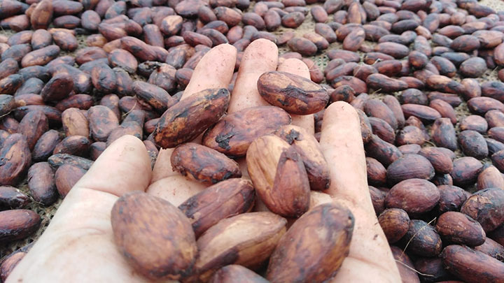 Cultivo de Cacao