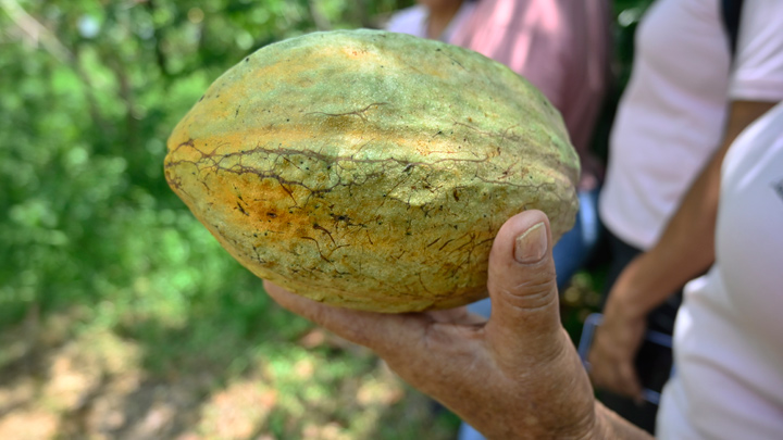 Cacao de Puerto Lleras /Foto: Jorge Gutiérrez.