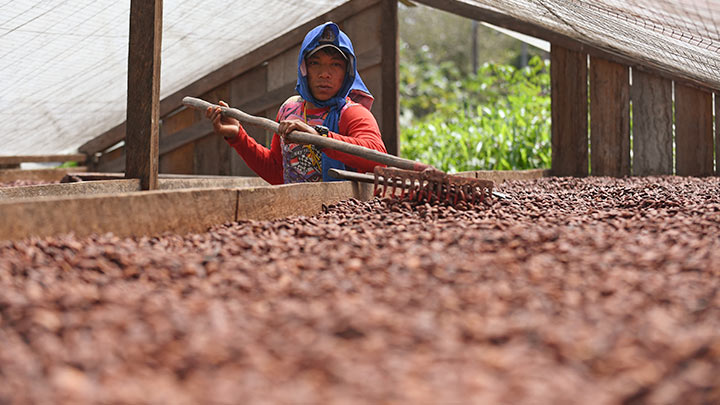 cacao
