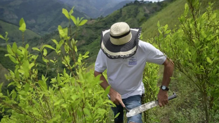 'Carmito', el rostro de los campesinos cocaleros perseguidos en Colombia