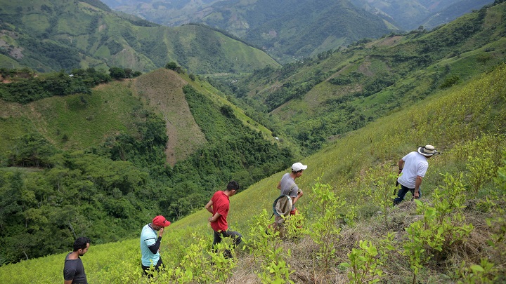 Catatumbo, la región cocalera de Colombia donde perdió la paz y la guerra antidrogas./Foto: AFP