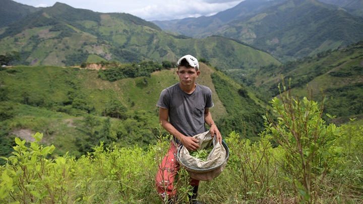 Catatumbo, la región cocalera de Colombia donde perdió la paz y la guerra antidrogas./Foto: AFP