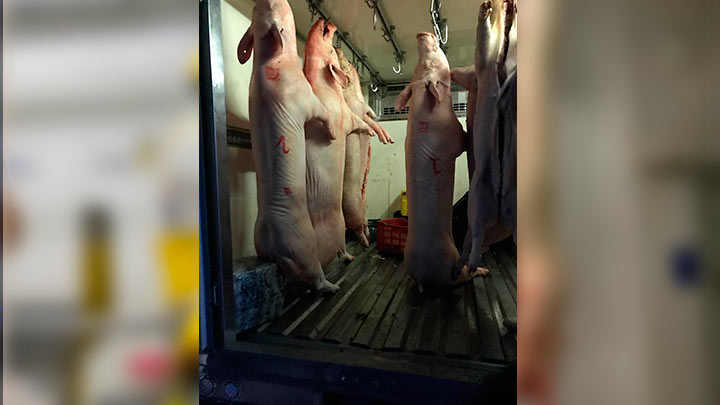 Los productores legalmente establecidos cuidan la cadena de frío, que comienza desde la planta de beneficio animal./ Foto Cortesía