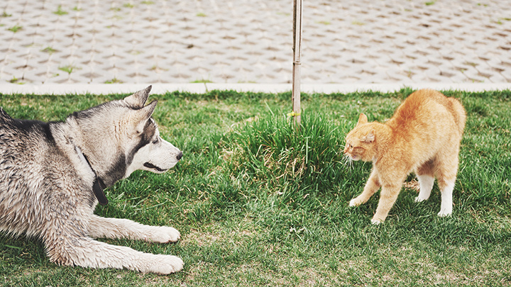 Convivencia de mascotas