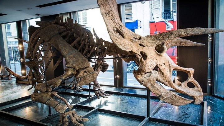 Millonaria subasta de un esqueleto de dinosaurio./Foto: AFP