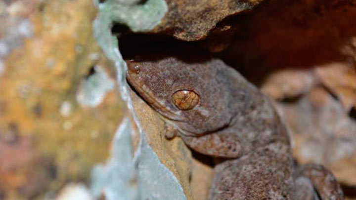 Animal de cueva