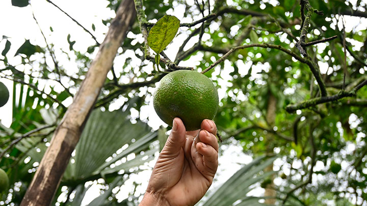 Cultivo de naranja en Arboledas. /La Opinión
