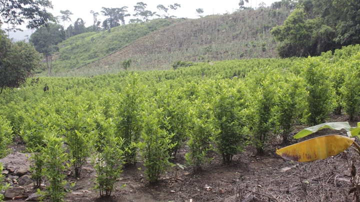 Cultivos de coca