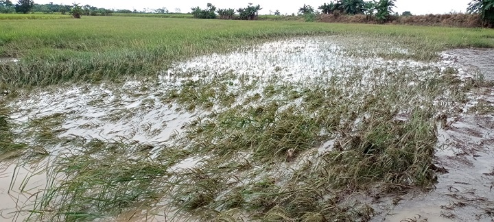 Cultivos de arroz afectados por lluvias 