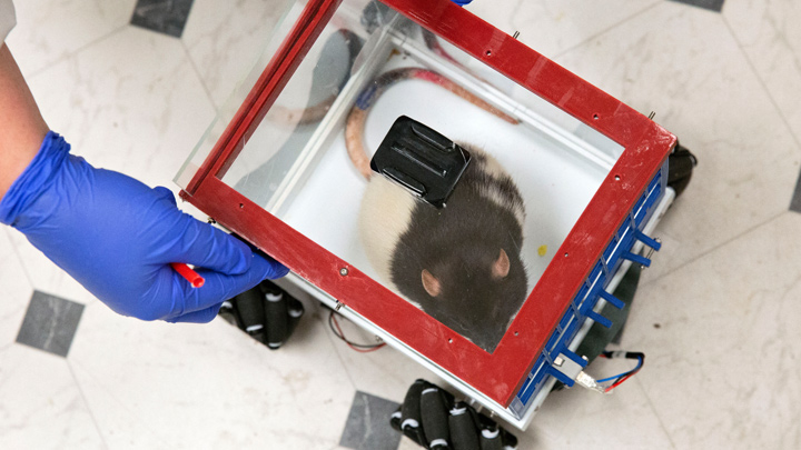 Experimento con ratas./AFP