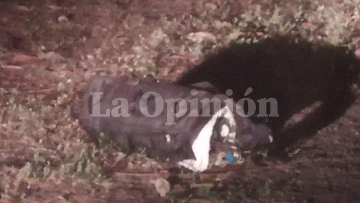 Atentado aeropuerto Camilo Daza.