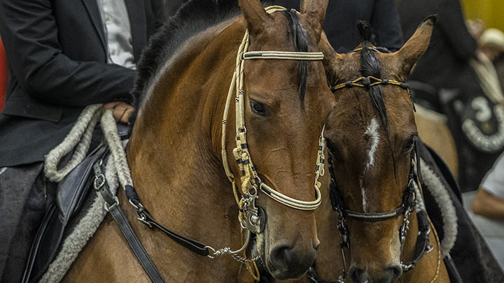 La Feria Nacional Equina abre sus puertas este jueves./Foto: Colprensa