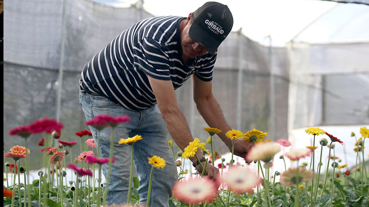 La floricultura de Colombia es uno de los principales reglones que se benefician de la relación comercial con Estados Unidos./ Foto Archivo
