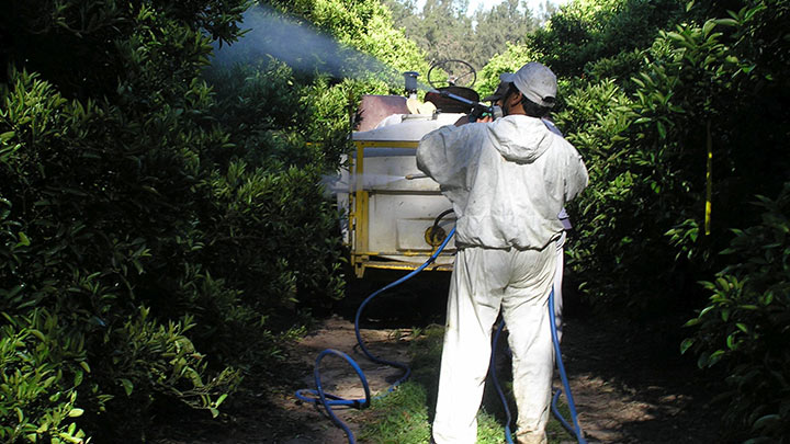 Corte ordena suspender uso de plaguicida que afecta la vida y la salud./Foto: internet