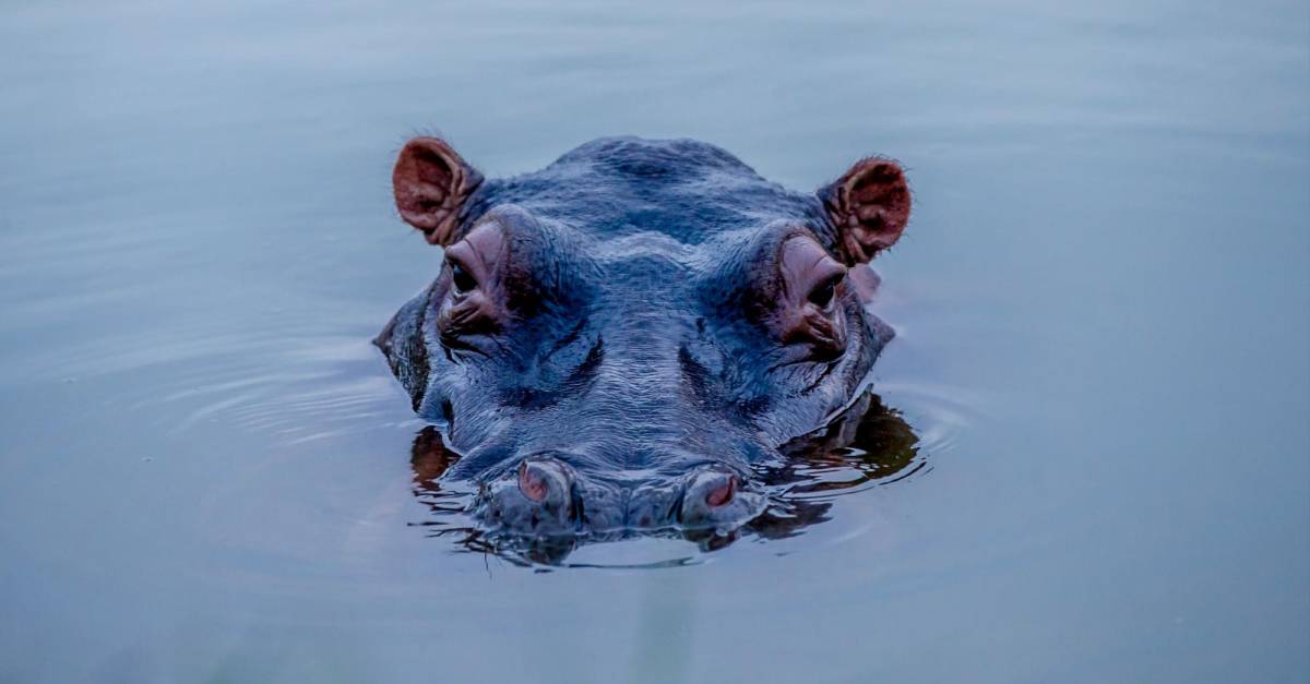 Hipopótamos