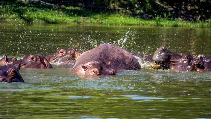 Hipopoatamos 