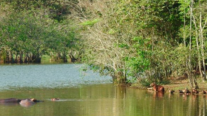 Hipopótamos compiten con el Chigüiro por el hábitat.