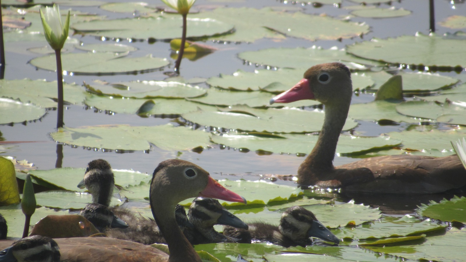 Actualmente Corponor, junto con la Secretaria de Medio Ambiente de la Gobernación de Norte de Santander y empresas del sector privado como Termotasajero S.A E.S.P, que se han vinculado activamente a este ejercicio, trabajan en pro de la declaratoria del humedal El Tinal, ubicado en zona rural de San Cayetano.