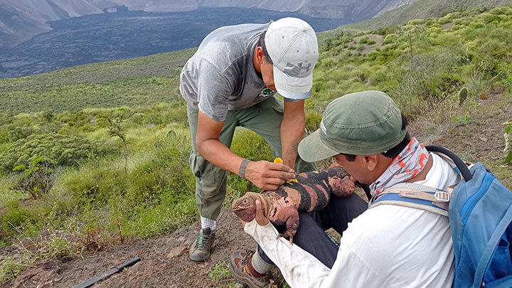 Científicos hallan por primera vez crías de iguana rosada en Galápagos./Foto: AFP