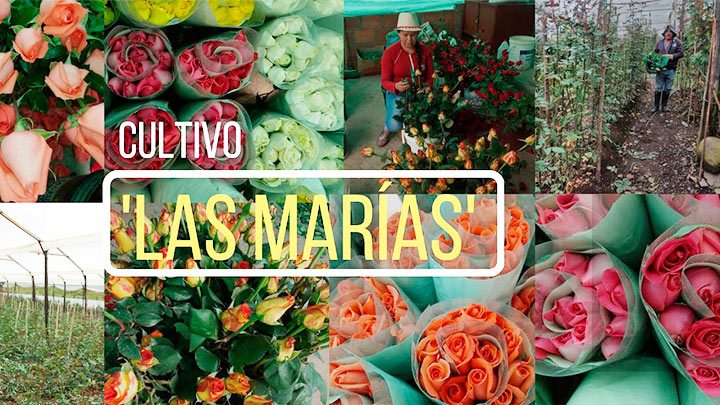 Rosas