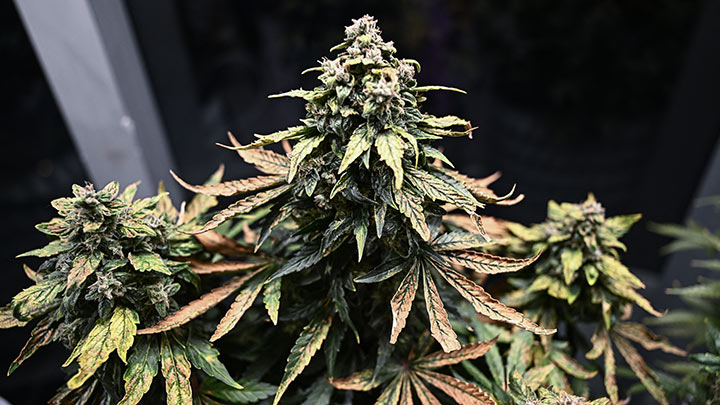 Cannabis legal en Nueva York