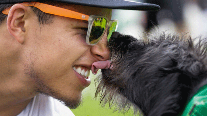 Llegó diciembre, un mes infeliz para su mascota./Foto: Colprensa