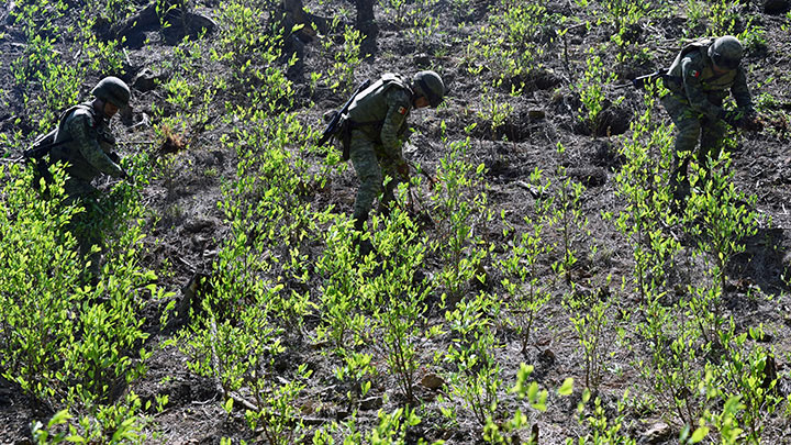 Cultivos de droga en México.