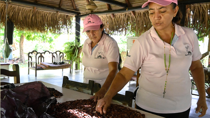 Cacaoteras de Puerto Lleras /Foto: Jorge Gutiérrez.
