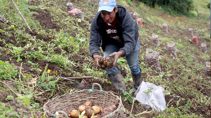 Por la inestabilidad de los precios de la papa, a veces los productores tienen pérdidas o solo recuperan lo invertido./ Fotos Carlos Eduardo Ramírez-La Opinión