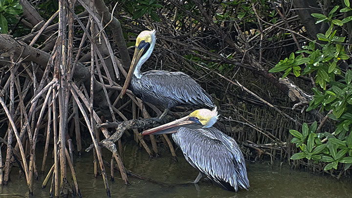 Venezuela declara alerta sanitaria por gripe aviar en pelícanos./Foto: AFP