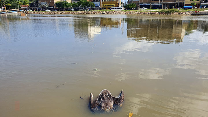 Venezuela declara alerta sanitaria por gripe aviar en pelícanos./Foto: AFP