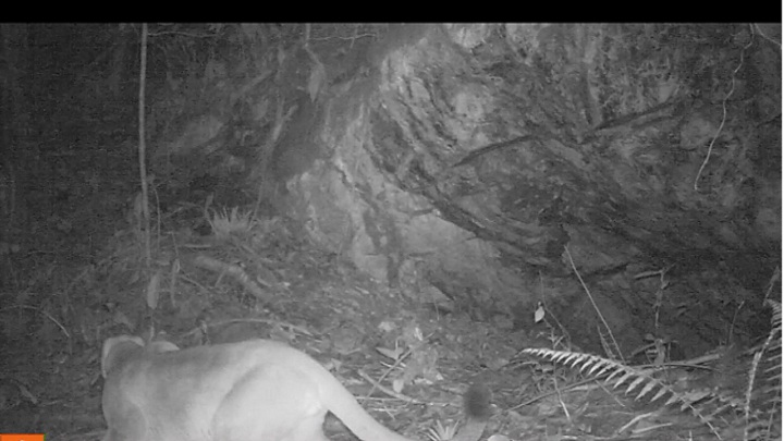  Ese ecosistema alberga a maravillosas especies de mamíferos medianos y grandes.