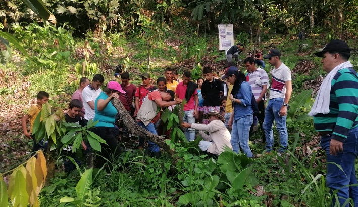 Renovación de cacao en Norte de Santander
