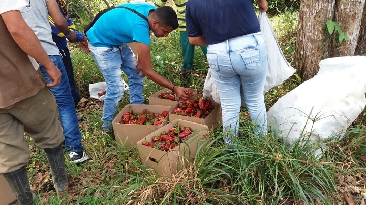 Sustitución de cultivos