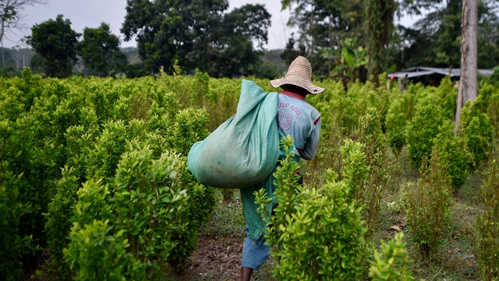 El Pnis es un programa muy costoso para la sustitución de cultivos.