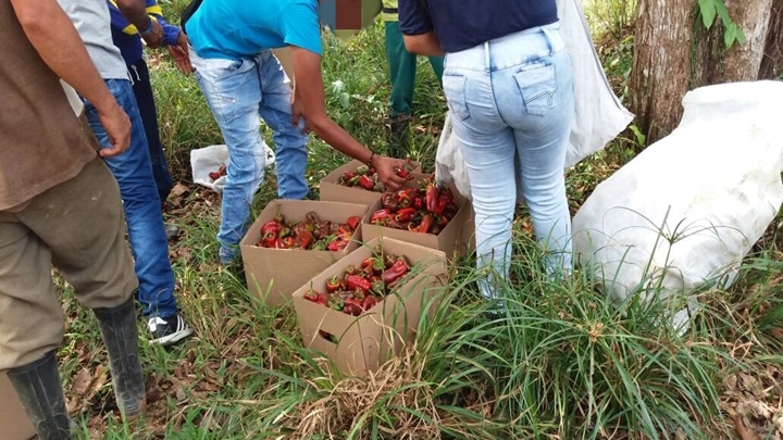 Son muchos los cultivos que se están dando en el Catatumbo.