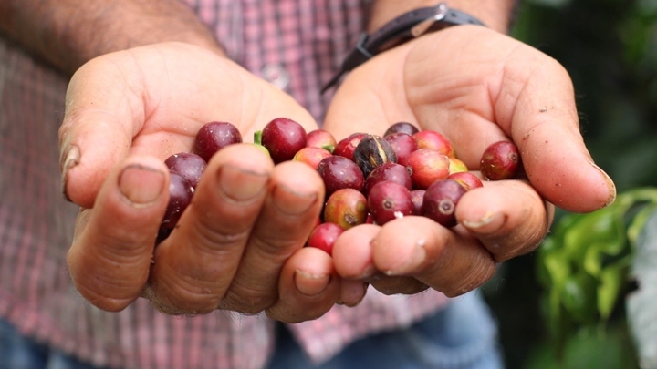 La sustitución de cultivos ilícito, una solución