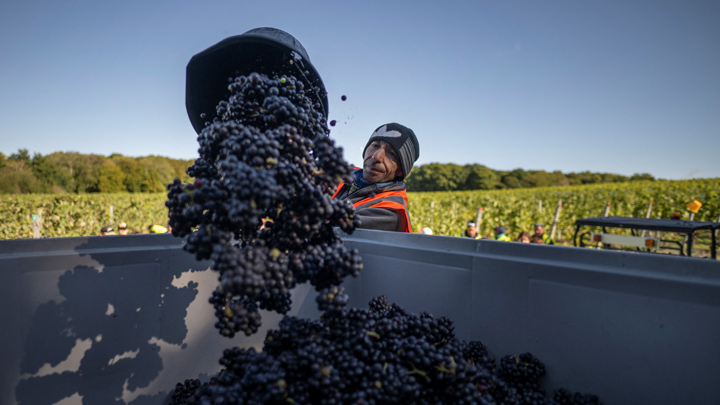 El vino británico gana cuerpo con el avance del cambio climático./afp