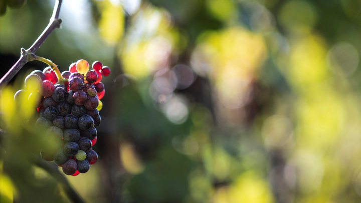 El vino británico gana cuerpo con el avance del cambio climático./AFP
