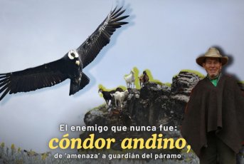 Cóndor de los Andes