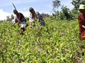 Sustitución de cultivos ilícitos en el Catatumbo.