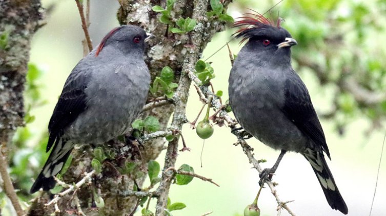 Aves del páramo. 