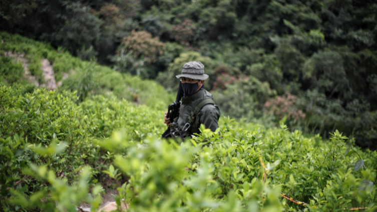Un militar en medio de un sembradío de hoja de coca.