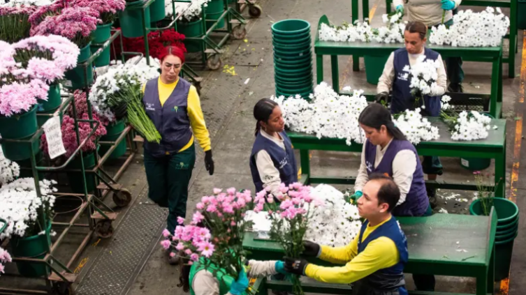Flores de exportación Colombia.