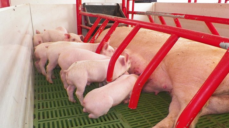 Porcicultores. / Foto: La Opinión